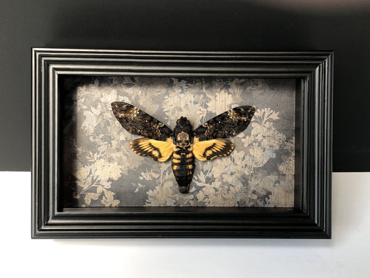BugDragonShop's tweet photo. Excited to share the latest addition to my #etsy shop: Framed Death Head Moth Acherontia atropos Taxidermy Hawk Moth Shadow Box Frame https://t.co/wBfsm983VC #black #moth #deathshead #deathhead https://t.co/odXiefRYYj https://t.co/smkfeJMp1L