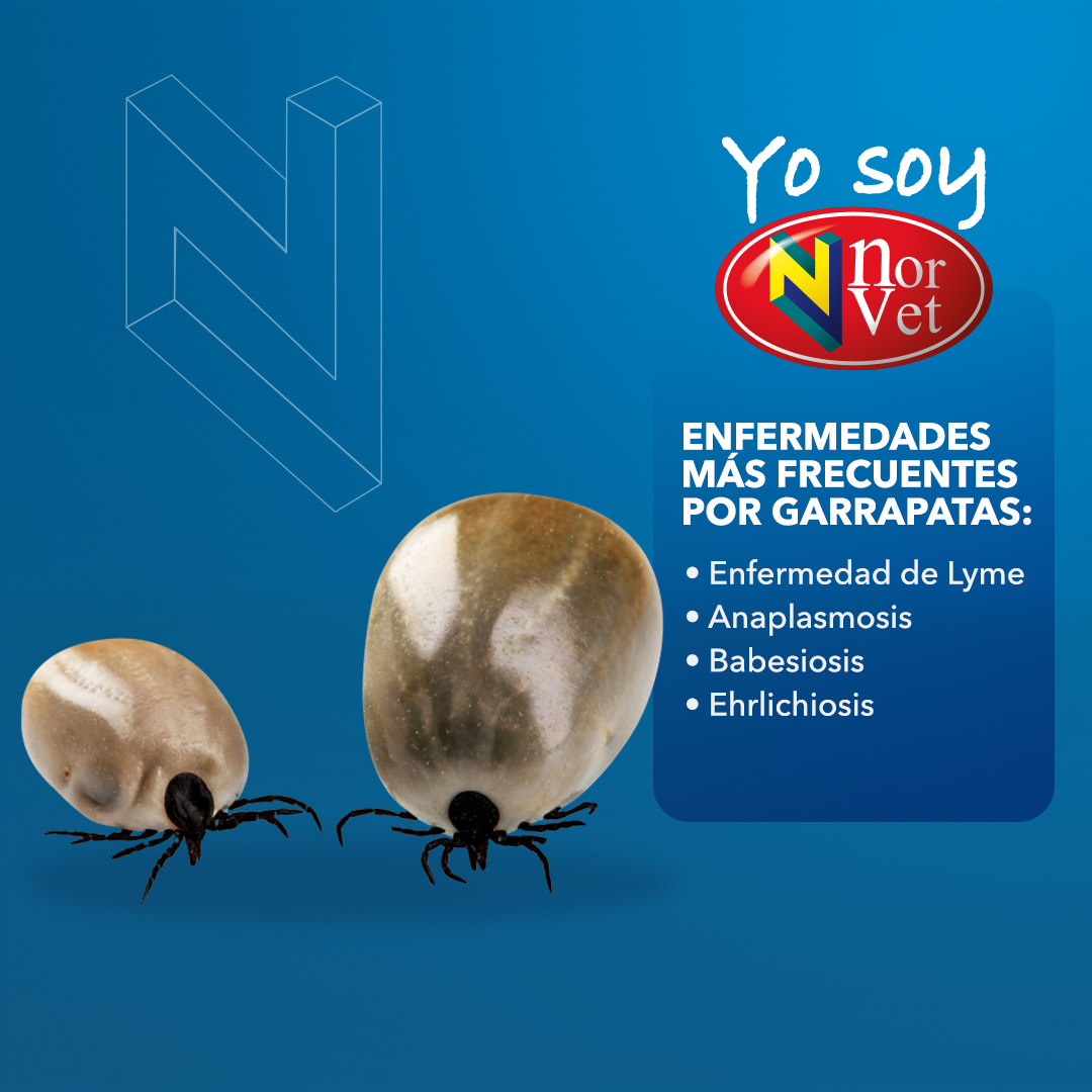 LabNorvetMX's tweet photo. El problema de estas patologías en humanos, es que no siempre provocan síntomas y esto dificulta su diagnóstico y tratamiento.
Recuerda, si proteges a tu mascota, también te proteges tú. #TodosSomosNorvet🐾 https://t.co/ZYVYRpgBVH