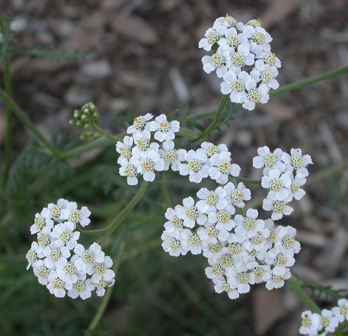 ~Moleyarrow~Achillea millefolium, commonly known as common yarrow, is a flowering plant in the family Asteraceae. It is native to temperate regions of the Northern Hemisphere in Asia and Europe and North America. It has seen historical use in traditional medicine.