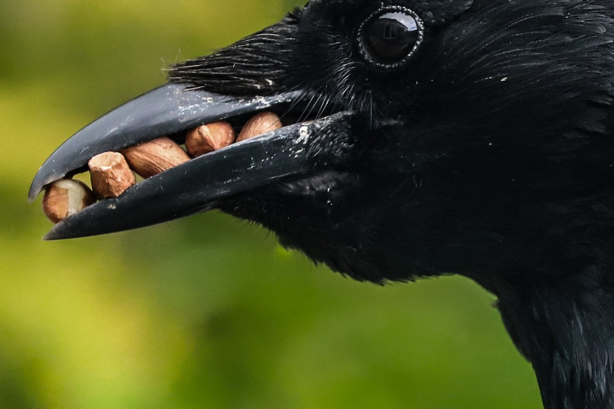 FrancesOC21's tweet photo. @Natures_Voice #corvidnotcovid  - the birds in my garden have been keeping me company as I socially isolate... https://t.co/sHuzaca6G2