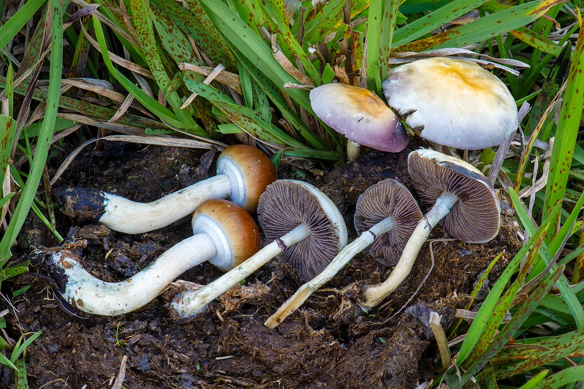 ~Psilocybe or Mardroeme~Psilocybe cubensis is a species of psychedelic mushroom whose principal active compounds are psilocybin and psilocin. Commonly called shrooms, magic mushrooms, golden tops, cubes, or gold caps, it belongs to the fungus family Hymenogastracea.