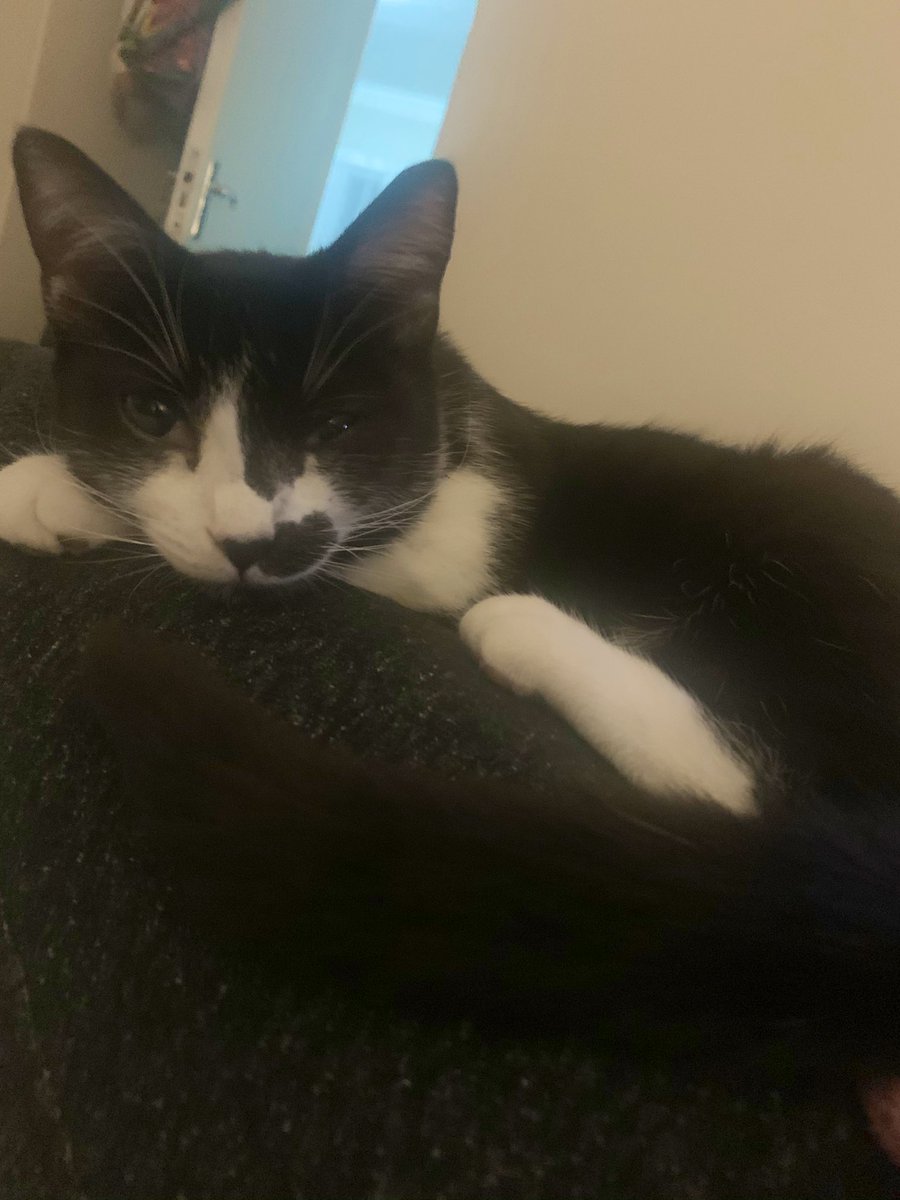 ___sirlance___'s tweet photo. #digicat always on mommy’s lap 😍 https://t.co/K6FKRMQO7q