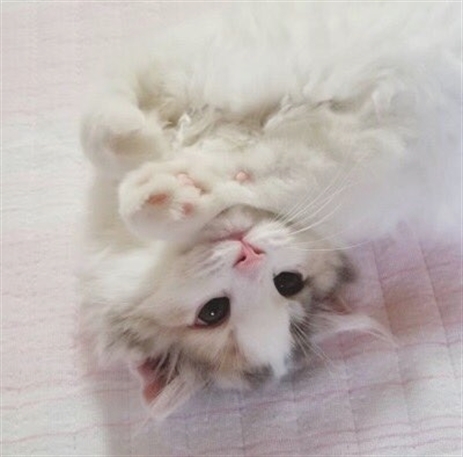 HereKittens's tweet photo. https://t.co/G1Pp0zP3Dn