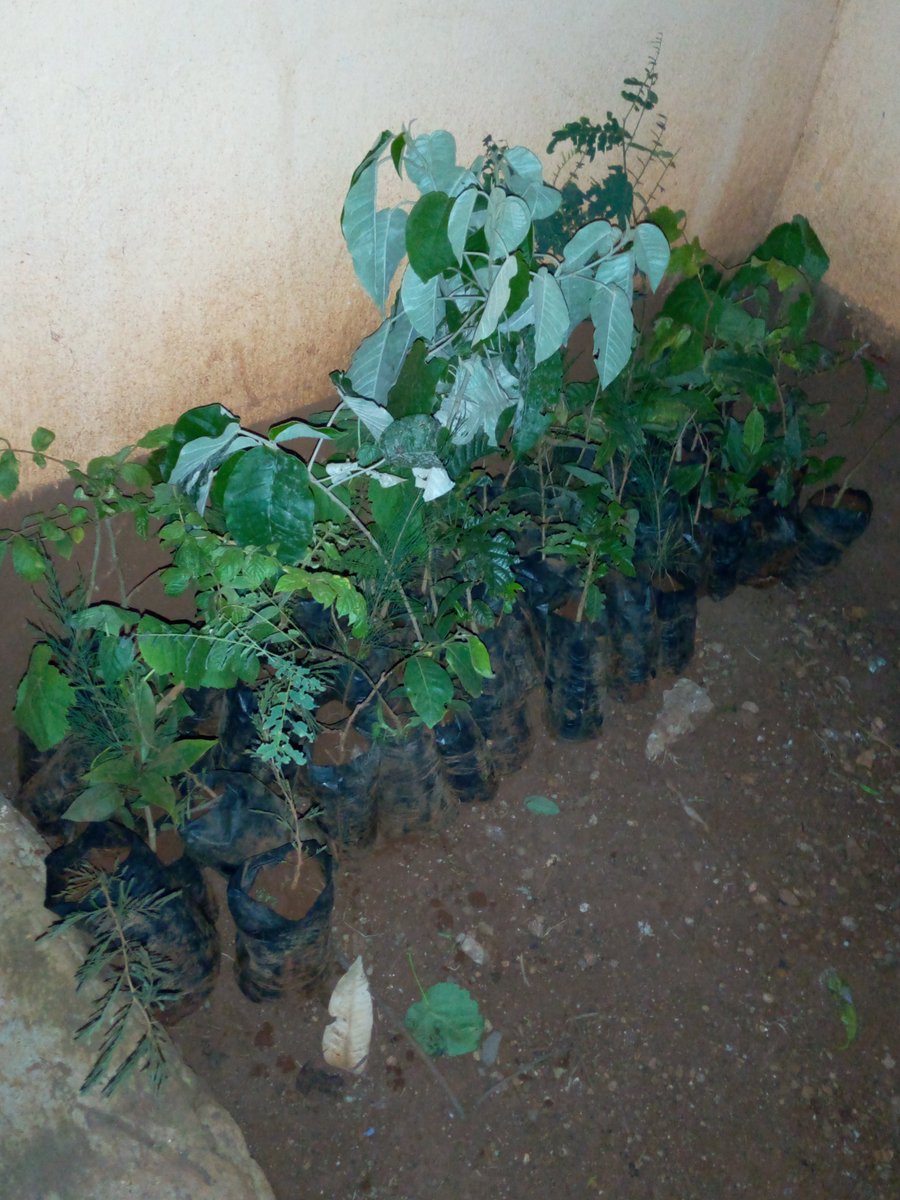 MembleyYouth's tweet photo. 50 trees to mama earth , youth positivity #sdg13 https://t.co/OZhbXwNqTg