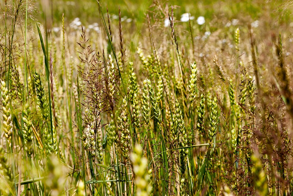 OSV's tweet photo. Tim O’Malley writes in #OpeningtheWord that, while discussing the parable of the wheat & the weeds, there is a virus circulating not only in the world but also in the Church https://t.co/u3VrzhAybX
#osvcoverage #openingtheword #sundayscripture #catholicmas https://t.co/NVpi0c8qCF