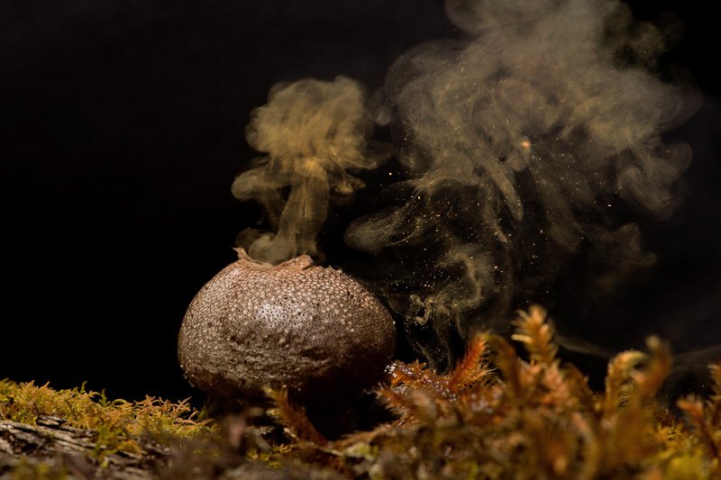 ~Puffball~Puffballs are fungi, so named because clouds of brown dust-like spores are emitted when the mature fruitbody bursts or is impacted.While most puffballs are not poisonous, some often look similar to young agarics, and especially the deadly Amanitas.
