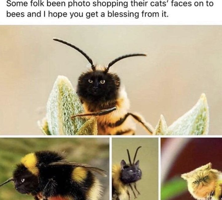 WholesomeMeme tweet picture
