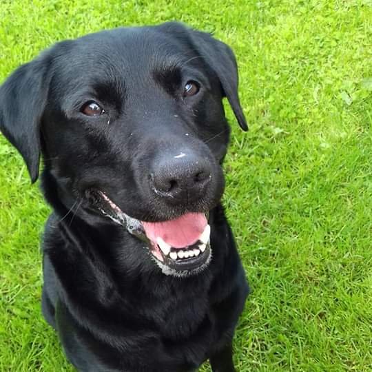 juliagarland73's tweet photo. ***FOUND-DOG*** NEED TO FIND OWNER BEFORE REHOMING  #FOUND #KellsCo #Meath #Ireland #founddog #foundpets 🐩🐺HOME BOOKED IF NOT RECLAIMED🐶🐕

Ref 114 Leo

This lad found in Kells, chipped and wearing a tag but no answer from the phone number.
Proof of ownership https://t.co/TjsApXEloq