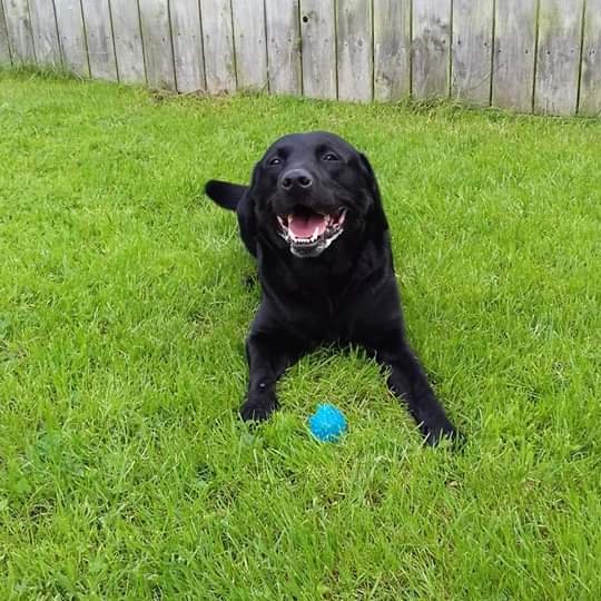 juliagarland73's tweet photo. ***FOUND-DOG*** NEED TO FIND OWNER BEFORE REHOMING  #FOUND #KellsCo #Meath #Ireland #founddog #foundpets 🐩🐺HOME BOOKED IF NOT RECLAIMED🐶🐕

Ref 114 Leo

This lad found in Kells, chipped and wearing a tag but no answer from the phone number.
Proof of ownership https://t.co/TjsApXEloq