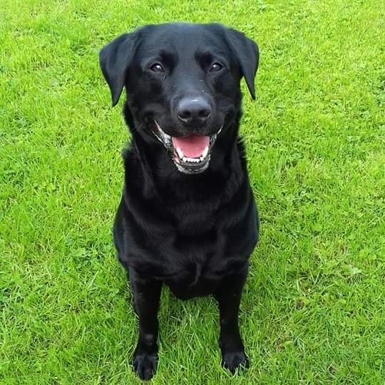 juliagarland73's tweet photo. ***FOUND-DOG*** NEED TO FIND OWNER BEFORE REHOMING  #FOUND #KellsCo #Meath #Ireland #founddog #foundpets 🐩🐺HOME BOOKED IF NOT RECLAIMED🐶🐕

Ref 114 Leo

This lad found in Kells, chipped and wearing a tag but no answer from the phone number.
Proof of ownership https://t.co/TjsApXEloq