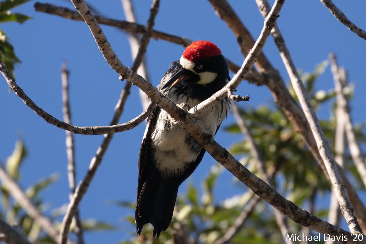 ~ Male Acorn Woodpecker chased the Nuttall's off and then preened himself triumphantly 11-