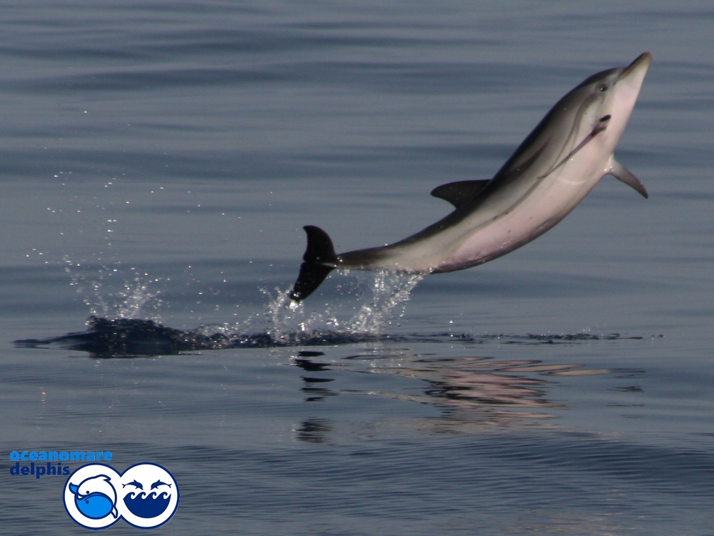 OD_onlus's tweet photo. How do you celebrate your week end ? Maybe by jumping everywhere like striped dolphins (Stenella coeruleoalba) ? They often are highly demonstrative able to bow ride and jump up to 7m !
#oceanomaredelphis #cetaceanconservation #cetaceans #Ischiadolphinproject #whales #dolphins https://t.co/v6gFeGieQe