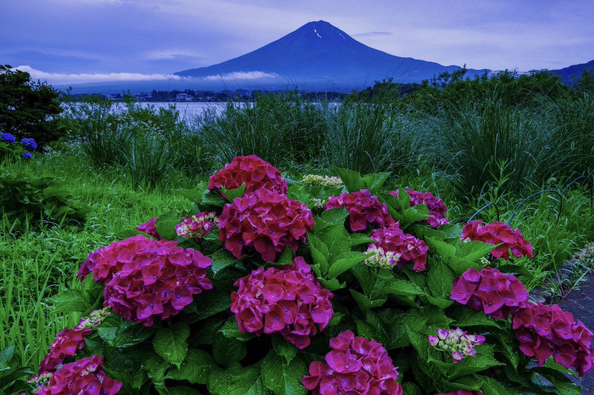 fuji3776m's tweet photo. 河口湖からのラベンダーと富士山です。先日マルミ光機さんから発売された「EXUSサーキュラーP.L MarkⅡ」 を試してみました。従来のC-PLフィルターより色彩コントラストが強調されていますが、自然な色彩であり、これから使うのが楽しみです😊
https://t.co/W8Slm8FTEm
#marmi #EXUS #マルミフィルター https://t.co/4Tudg2tOEE