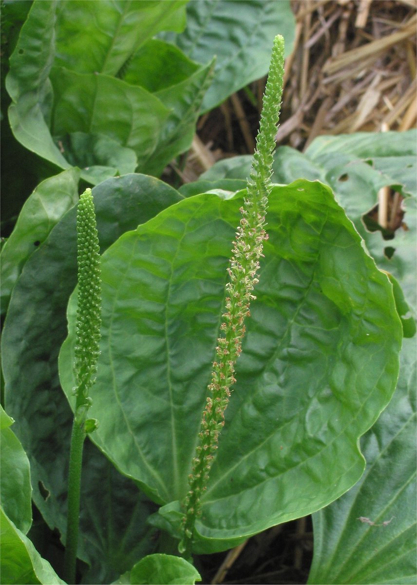~Ribleaf~Plantago major (broadleaf plantain, white man's foot, or greater plantain) is a species of flowering plant in the plantain family Plantaginaceae. Plantain leaves were used commonly in folk medicine for skin poultices on wounds, sores, or insect stings.