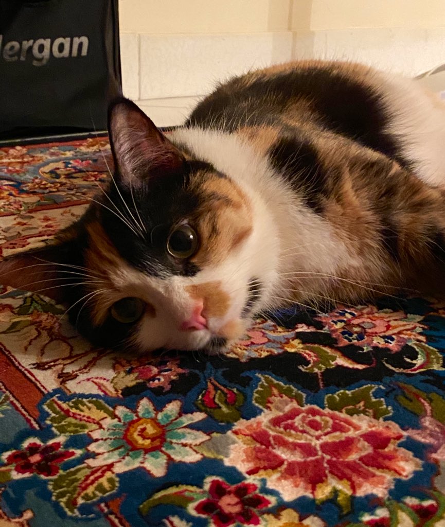 CodeDevourer's tweet photo. and here is your weekly dose of #badoom 😻. https://t.co/BsCjDOWVel