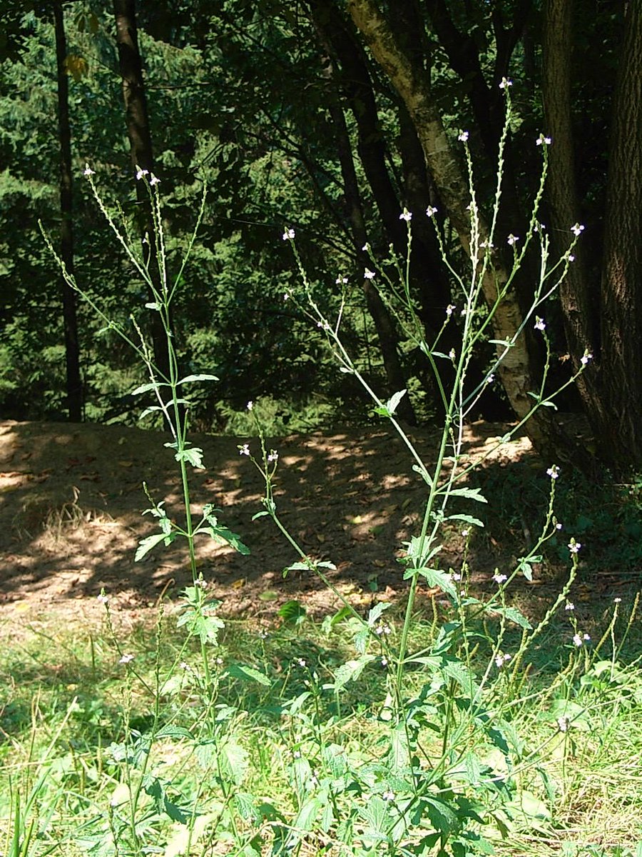 ~Verbena~Verbena officinalis, the common vervain or common verbena, is a perennial herb native to Europe. The plant has been associated since ancient times with divine and other supernatural forces, and it has an equally long-standing use as a medicinal plant.