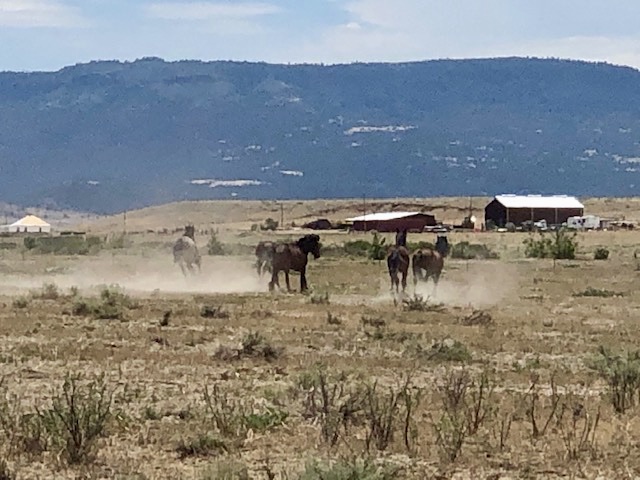 Englercanyon's tweet photo. DEVIL'S GARDEN UPDATE

The new kids are rather skittish, but they'll be fine! We've been upgraded to "extreme drought", so they'll stay in our 40 acre Med. Pasture to acclimatize. After nearly a year of solid hay&amp; water troughs, this is a big change! We want their success💪 https://t.co/vnUM34V5sv