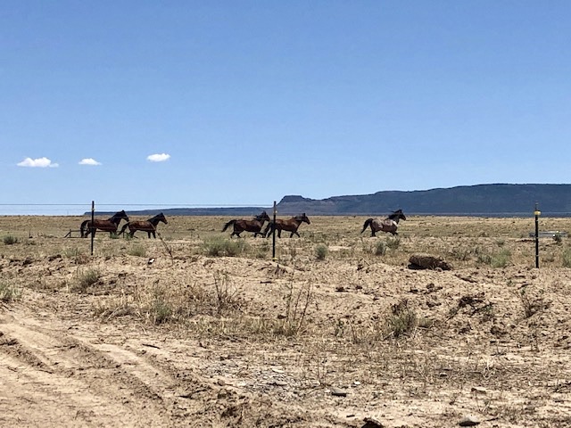 Englercanyon's tweet photo. DEVIL'S GARDEN UPDATE

The new kids are rather skittish, but they'll be fine! We've been upgraded to "extreme drought", so they'll stay in our 40 acre Med. Pasture to acclimatize. After nearly a year of solid hay&amp; water troughs, this is a big change! We want their success💪 https://t.co/vnUM34V5sv