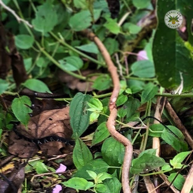 YantzaFarm's tweet photo. 🐍 la “Equis”  (Bothrops asper) Es una especie de serpiente venenosa, conocida también como víbora. Es una víbora terrestre de hábitos nocturnos y crepusculares. #fauna #zamorachinchipe #ecuador #permatreefauna #equis #bothropsasper https://t.co/KbZeeHE5nI