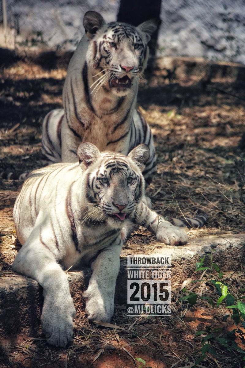 ManojsSekar's tweet photo. 2015 memories😍 #ThrowbackClicks #MJclicks 📸 https://t.co/MBez86U1n6
