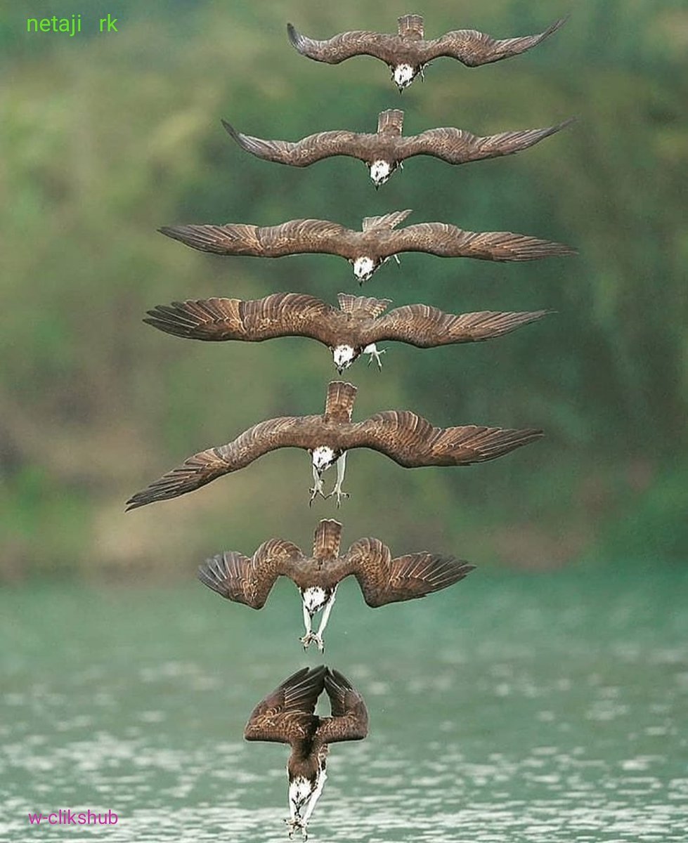 Netaji_RK's tweet photo. #eagle
#sea #river #seattle #water
#KanganaSpeaksToArnab #waterfall #earth #nature #blue #sunset #sunrise #cute #beautiful #beautifuldestinations
#SundayFunday #naturephotography #love #ocean #photography #naturelovers #india #incredibleindia #bangalore #jaihind #netajirk #5 https://t.co/o3IOlTEGVl