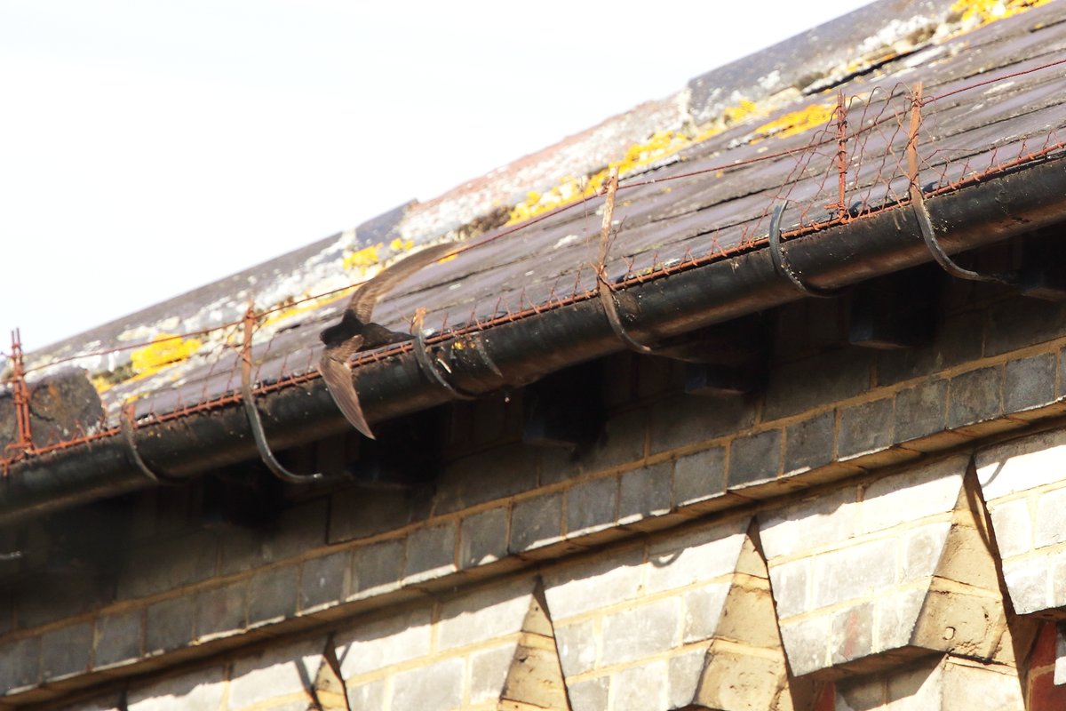 Dorking Swifts tweet media