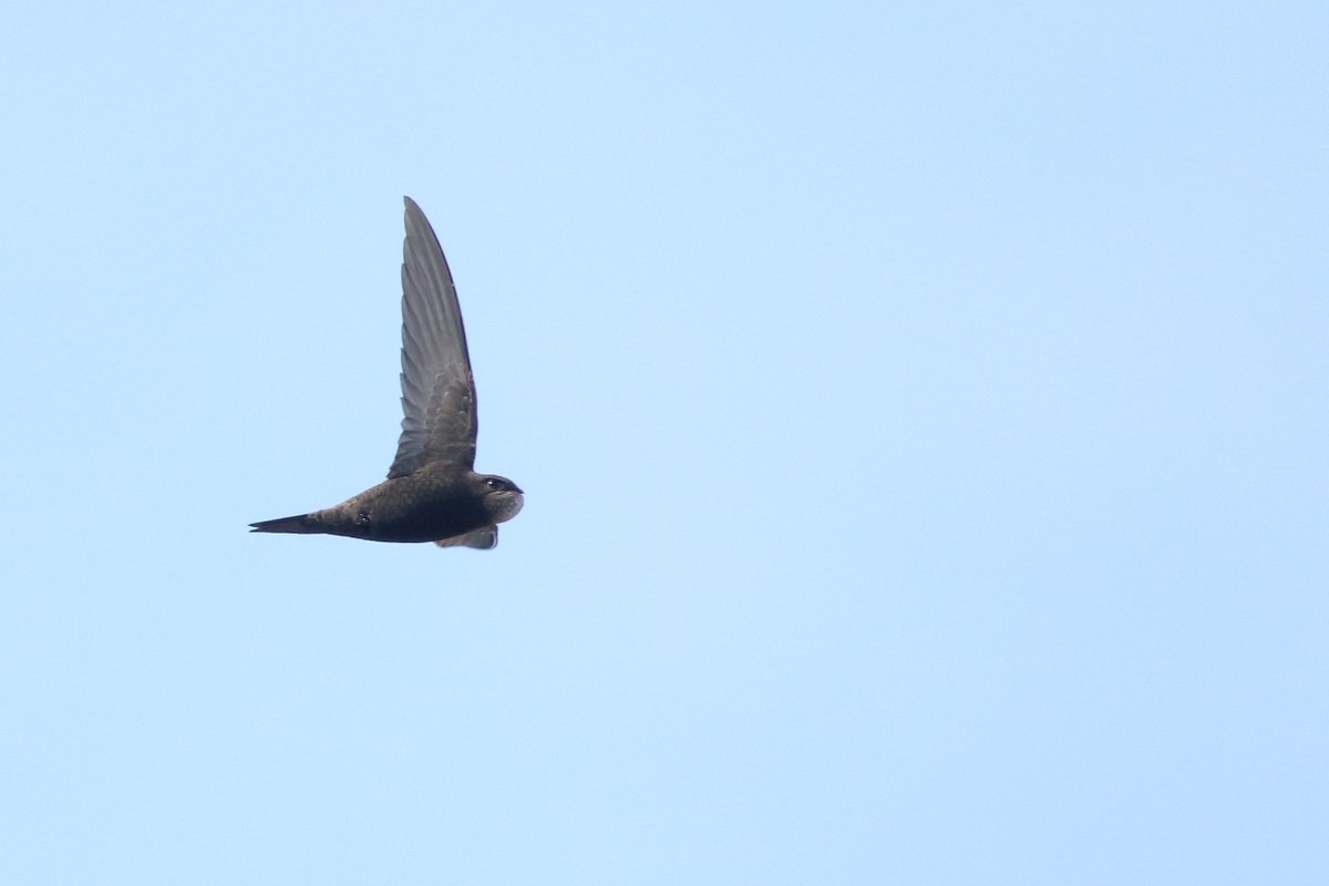 Dorking Swifts tweet media