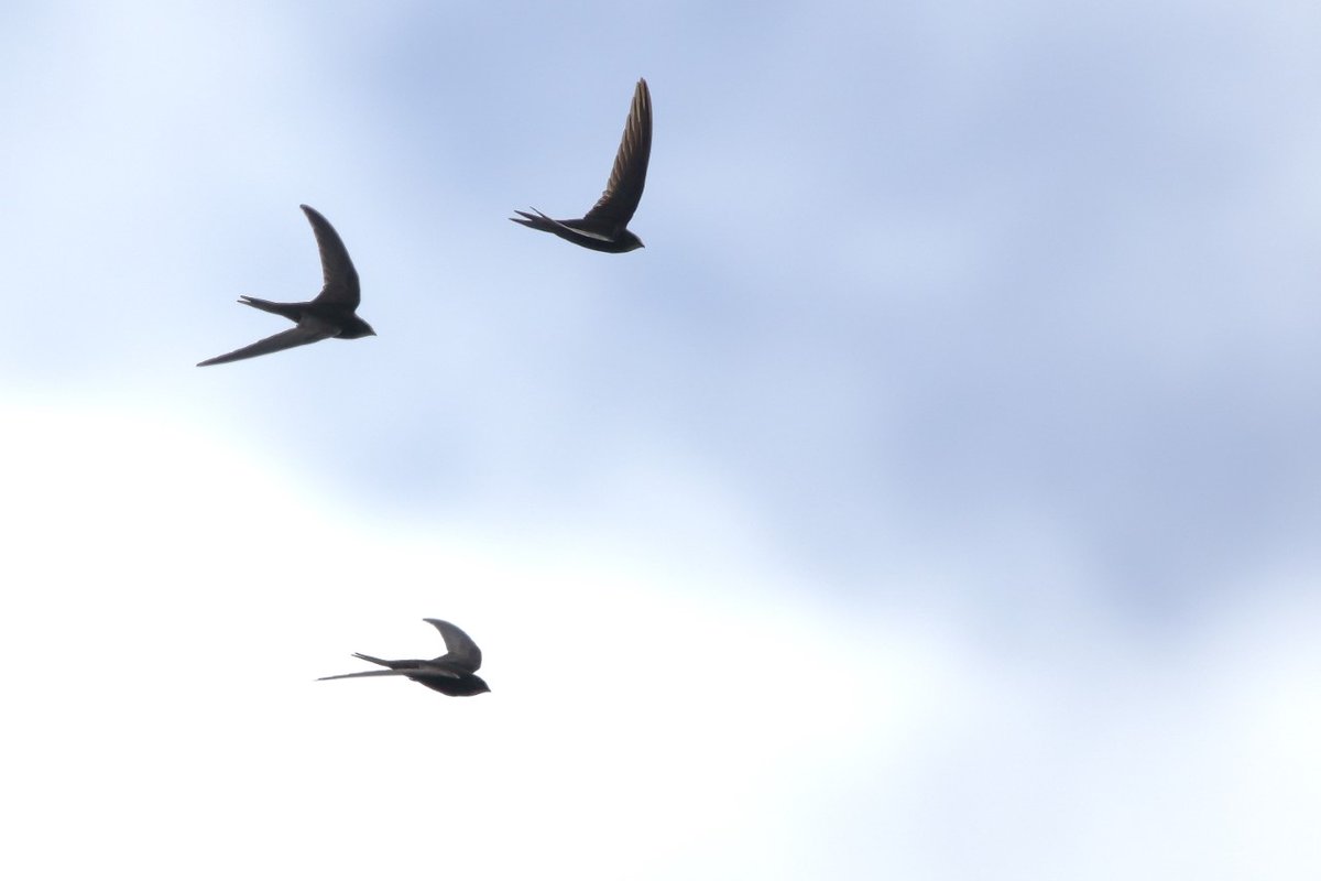 Dorking Swifts tweet media