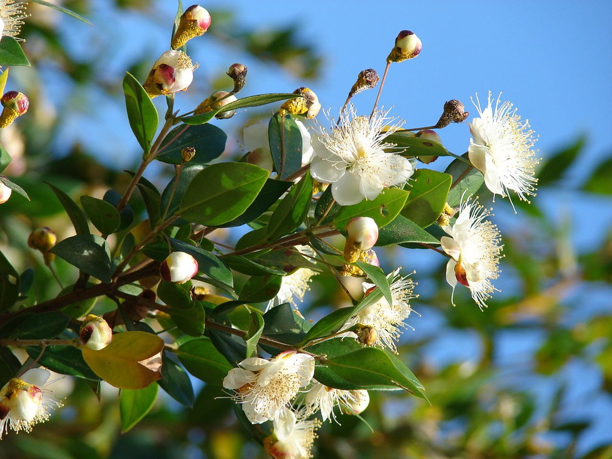 ~White Myrtle petals~Myrtus communis, the common myrtle or true myrtle, is a species of flowering plant in the myrtle family Myrtaceae. It has been prescribed for fever and pain by ancient physicians since at least 2,500 BC in Sumer. It has many culinary uses, including liqueurs