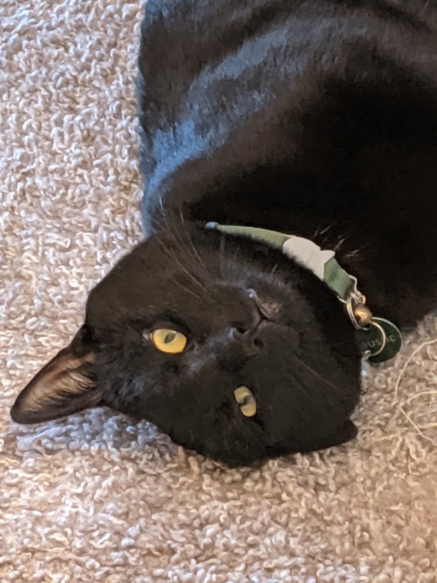 studios_cipher's tweet image. I need money for my cat's vet bill! I have enough to pay most of it I'm just missing $4.35! I'm offering to make a headshot commission for $5! If you have questions please ask, I'll include example art!

#furry #vetbill #opencommissions #furryart #furryfandom #vet