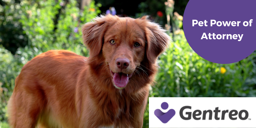 Are the #Pets you love protected in case you can't care for them yourself?

Gentreo lets you create a Pet Power of Attorney online for a fraction of the cost.

Learn more today at: gentreo.com/pet-power-of-a…

#PetPowerOfAttorney