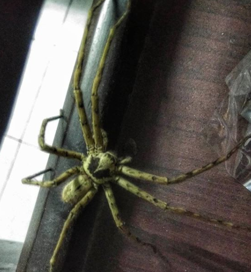 cuesonline's tweet photo. These studies give the impression that spiders might be evolving an attraction towards #artificial_light to exploit the #insect-snacks that are readily available near Artificial lights at night #UrbanEvolution
Source: #Darwin Comes to #Town (2018)
Credit:@nature_cultures @FizalaT https://t.co/1MONd5QEi0