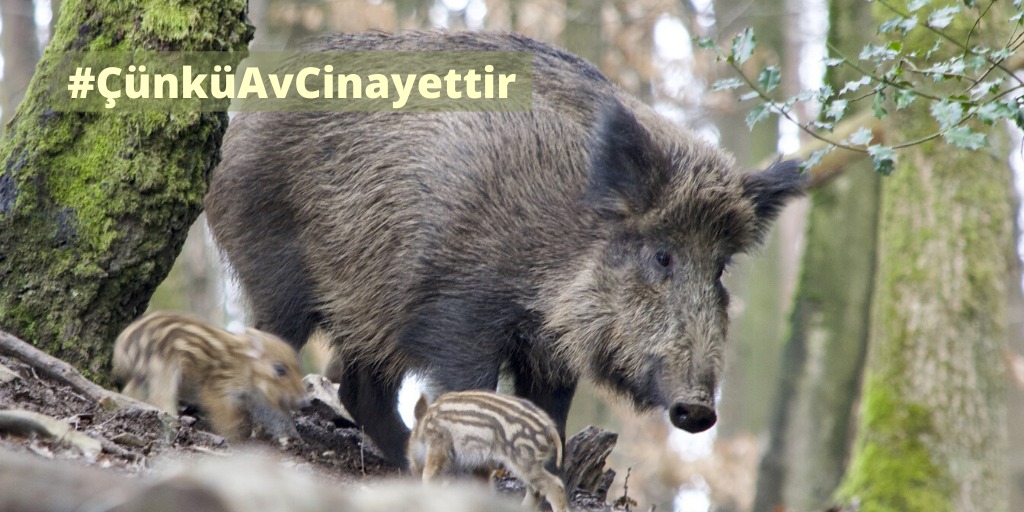 HKolektifi's tweet photo. Her yaşam değerlidir, av katliamına dur de! #ÇünküAvCinayettir https://t.co/lesO7WSZ7u