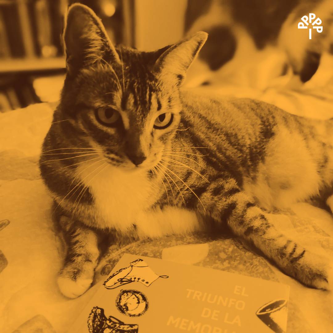 Eparaisoperdido's tweet photo. #Caturday
😼 «Me acuerdo...» 🐈⠀
・・・⠀
#gatolector #findeSemana #booktography #booklovers #LibrosRecomendados #saturday #sábado #amoleer #catlovers #catlife #vidadegato #catreader #katze #gatto #ねこ #gat #kedi https://t.co/7S0ByHPiBf