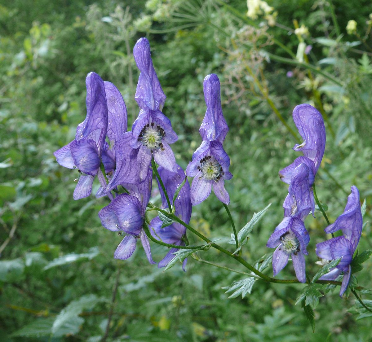 ~Wolfsbane~ Aconitum, also known as aconite, monkshood, wolf's-bane,devil's helmet, queen of poisons, is a genus of over 250 species of flowering plants belonging to the family Ranunculaceae. Most species are extremely poisonous and must be dealt with very carefully.