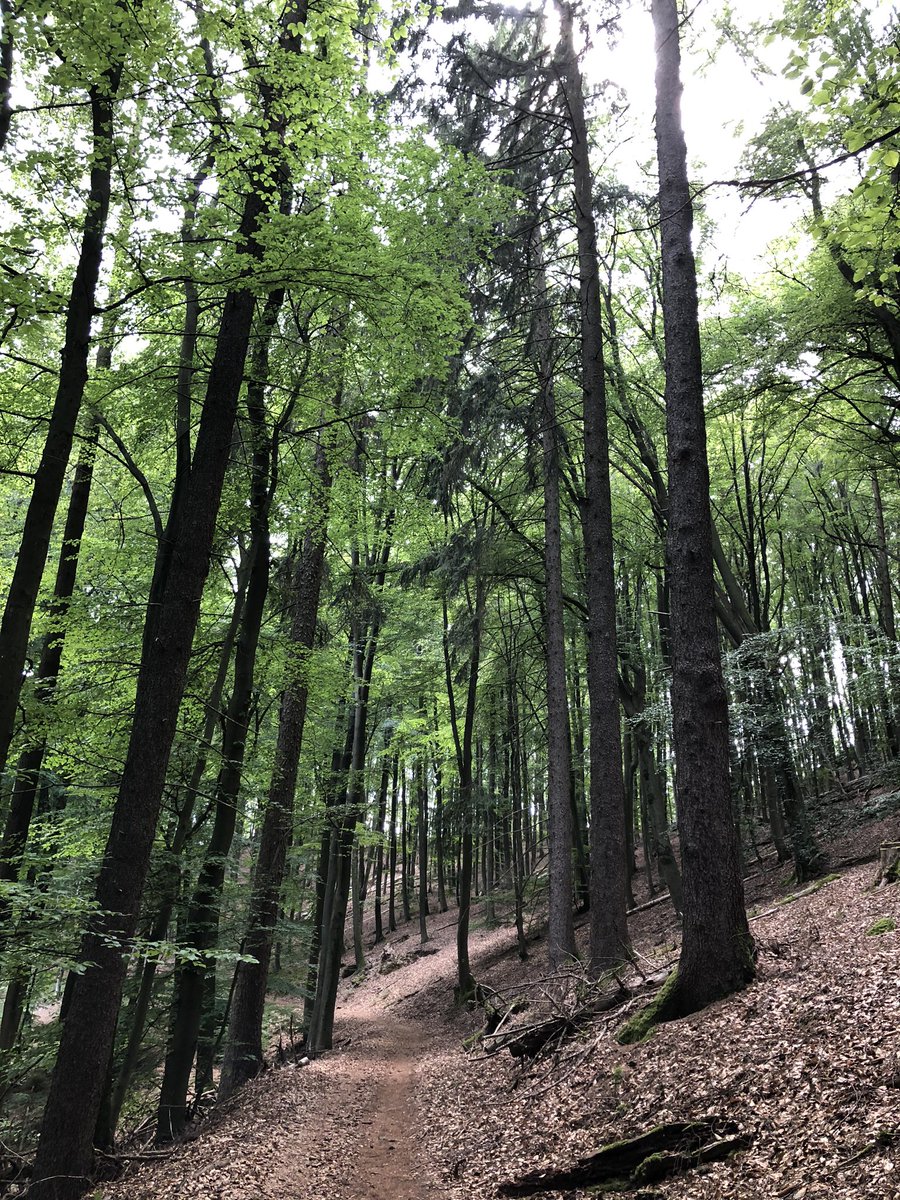 sam15081's tweet photo. Another incredible @komoot with Charlie and @ADB0806 around the forest near #Altleiningen 18km.......a bit tired now 😂. But finishing the day with a #grill in the #garden 😁 https://t.co/I1gVnTd3Xv