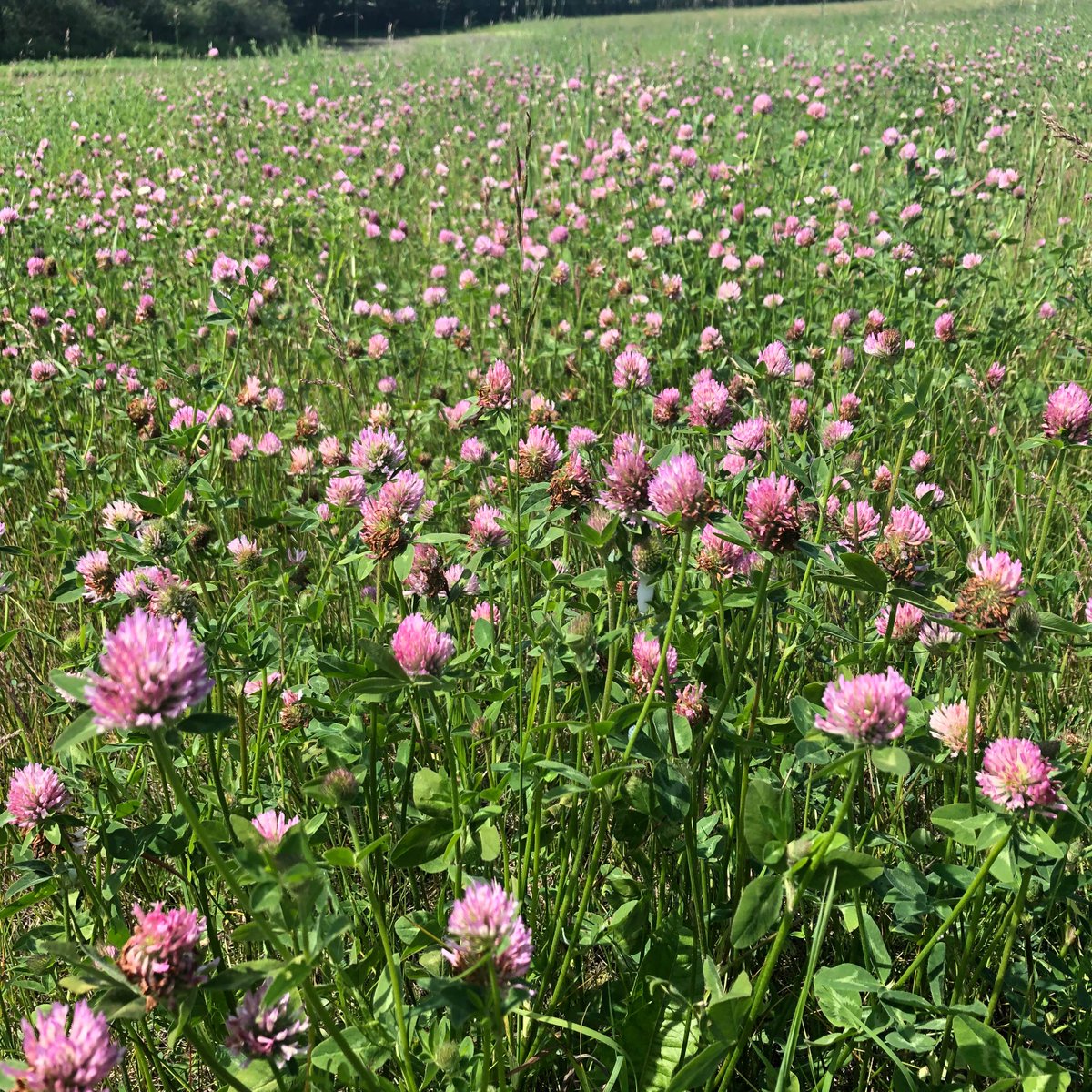 ChickadeeFarmHe's tweet photo. Red clover is ready for picking.  We may have a shortage this year as there aren’t enough of us to pick it. One of the many side effects of covid 19. 

#covid19impacts #redclover #organicherbs #yegfood #wwoofing https://t.co/kICP2HAZWK