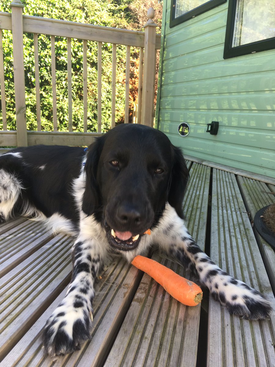 ZStabyhoun's tweet photo. Who doesn’t enjoy a carrot as a hollibops treat?!? https://t.co/eTauOZaWwI