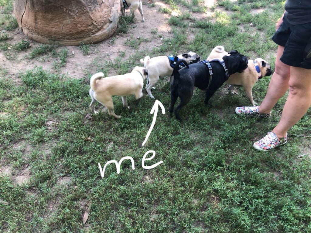 TychoPug's tweet photo. Hanging with my new grumble friends. 👍❤️😁
#tychothepug #pug #pugs #puppy #puglife #dogsoftwitter #pugmeetup https://t.co/rOoum6mFoN