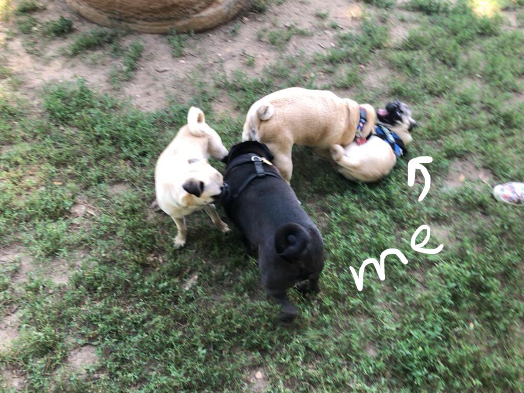 TychoPug's tweet photo. Hanging with my new grumble friends. 👍❤️😁
#tychothepug #pug #pugs #puppy #puglife #dogsoftwitter #pugmeetup https://t.co/rOoum6mFoN