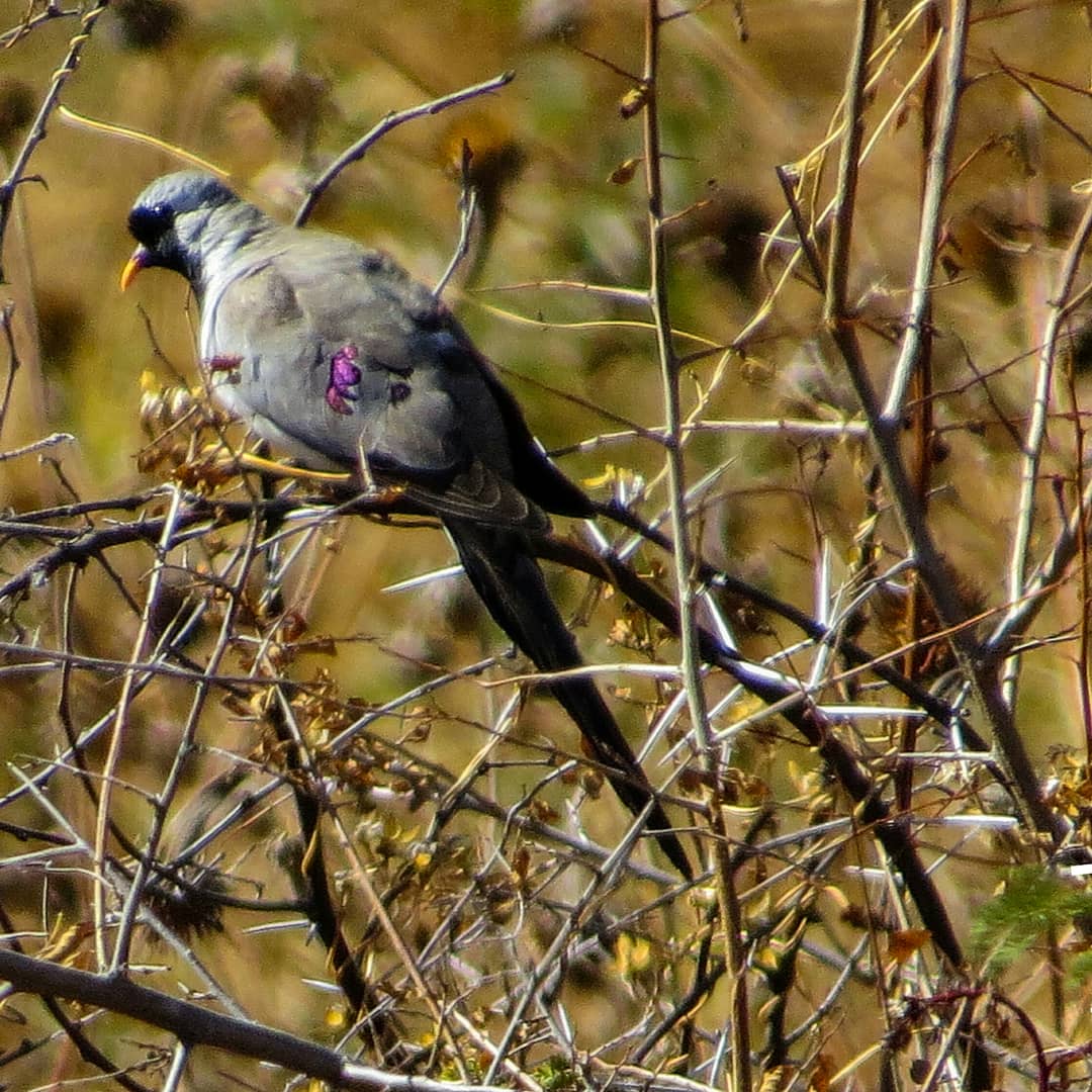 TPics26's tweet photo. Namaqua dove is the smallest yet the most beautiful dove the juvenile is the most beautiful of all... @m_chirpers @birdlifezim #doves #birdsphotography #birdlovers https://t.co/5AYTvBQw2r