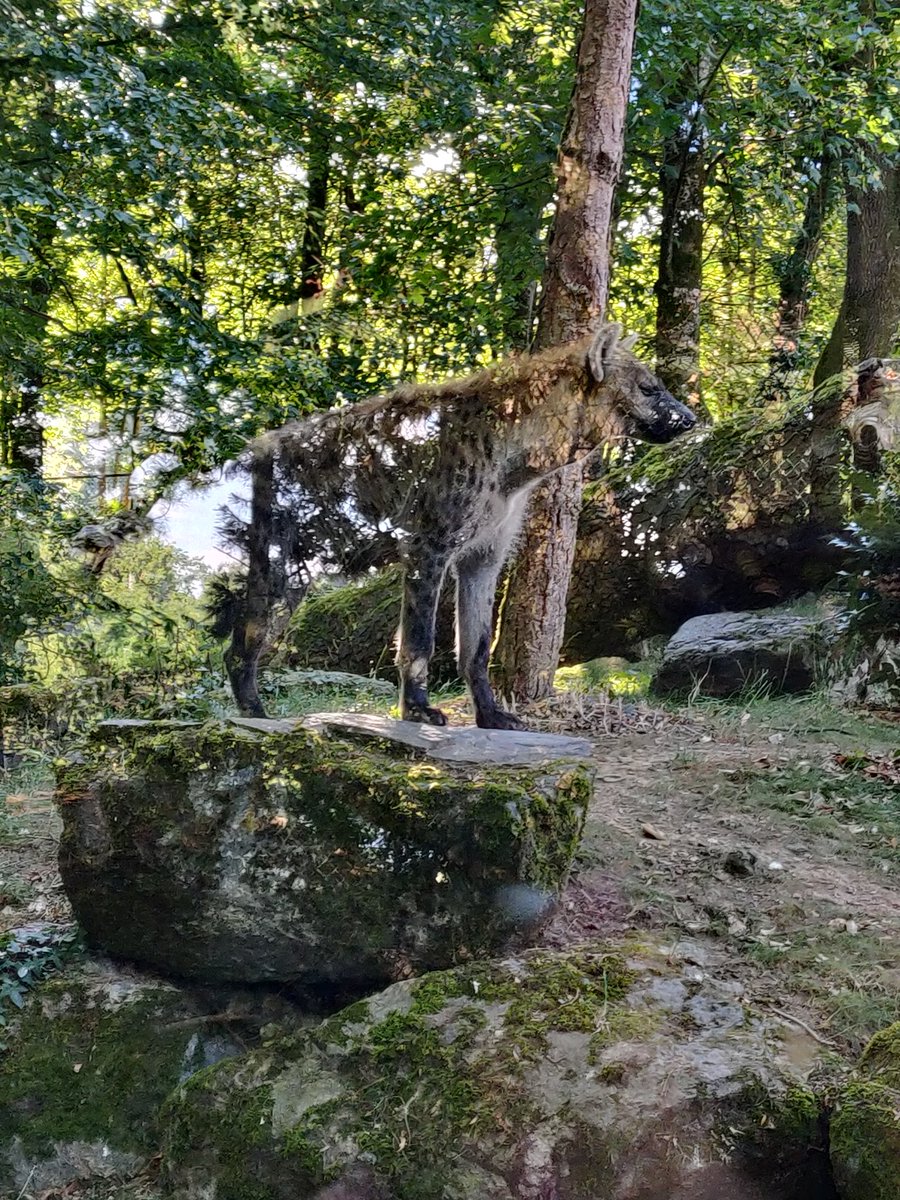 singboun's tweet photo. Belle visite du @zoobeauval fin de journée belle pause de cette belle hyène magnifique 😍😍 https://t.co/viJOVHuRVA