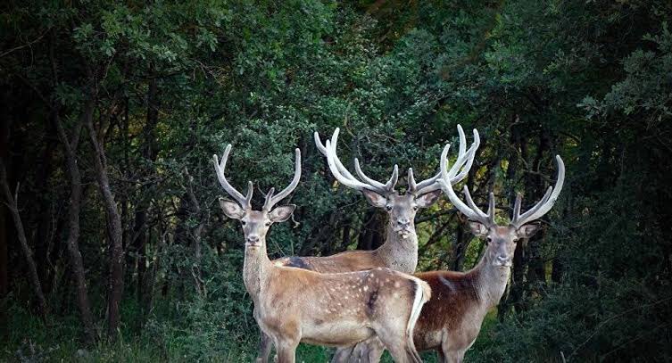 Şu gözlere bakıp kurşun sıkıyorsan sen normal olamazsın. İyi bir baba olamazsın. Hayırlı evlat değilsin. Merhameti bilmezsin. Anadan ayrı düşmenin çaresizliğini hissetmezsin. Yaşamı kutsal saymazsın. Devlet de canlıyı ihale açarak öldürtmez! Avcı katildir #ÇünküAvCinayettir