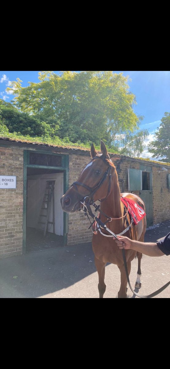 jrmillman's tweet photo. Winner #7 - SINGING THE BLUES

The incredibly tough 5yo won 4 times in 2019 but just couldnt quite add a 5th off marks in the 70s.

Back down to his last winning mark of 67 - everything went right tonight as he finally won his first race for his new owners Crown Connoisseurs https://t.co/F9H47RFgJm