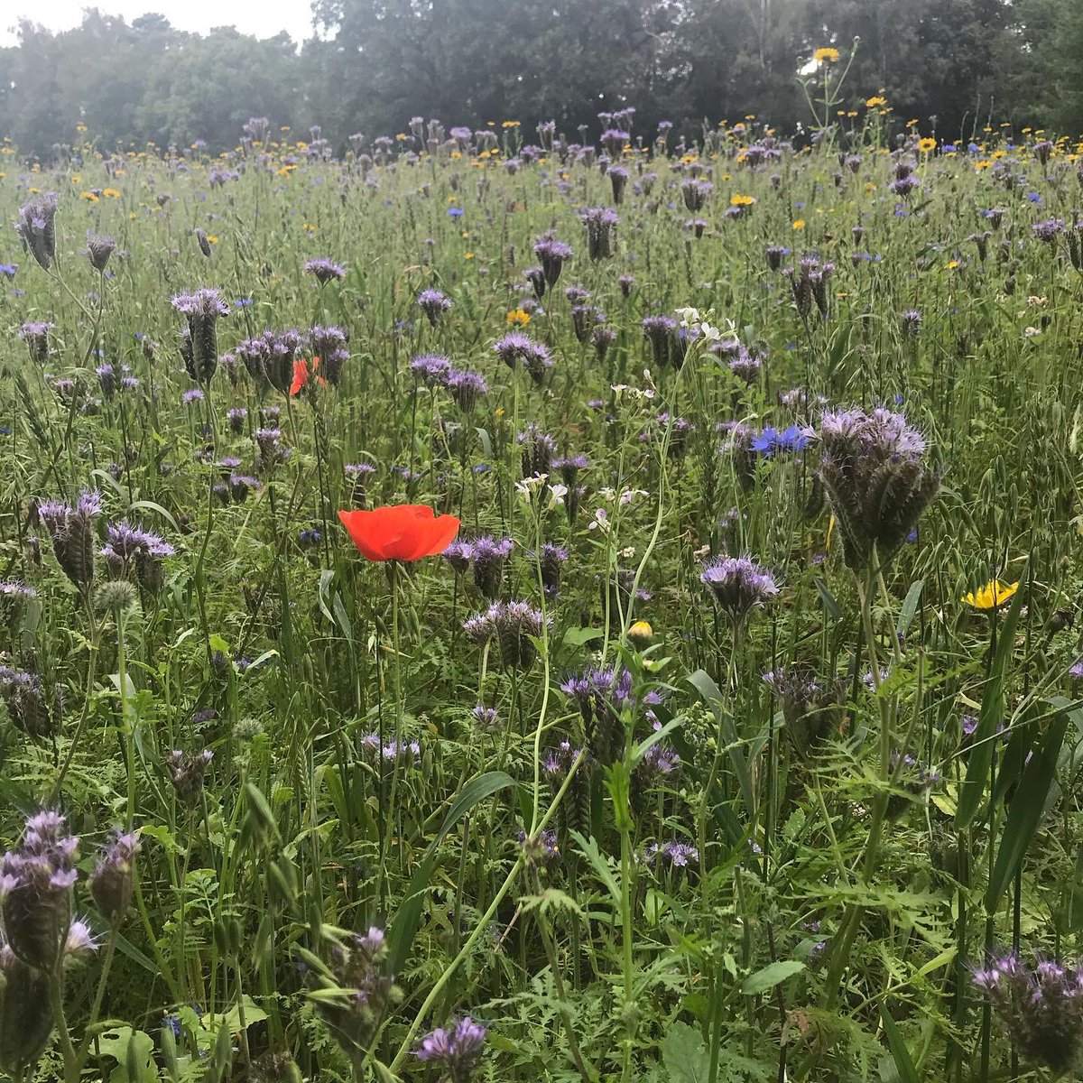TiDeLutteLosser's tweet photo. Fietsroute Beuningen-De Lutte-Losser #SchatkamervanTwente https://t.co/KDYTtp2ydT