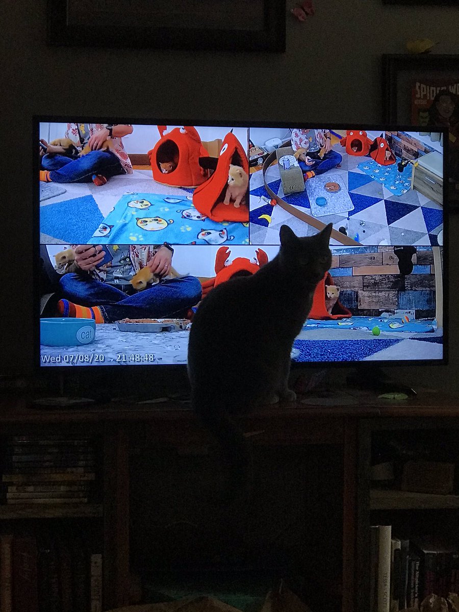 LydiaEWinters's tweet photo. Noodle and I love watching @KittenAcademy together! #Caturday https://t.co/LqFpk65Auy