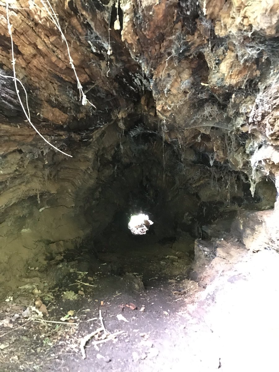 howison_helen's tweet photo. @PPSMrNocivelli Thank you for being truly wondeful with Zach in his short Yr 2! he’s got the confidence for year 3 now because of you! Although he wishes you’d move up with him!! He wanted to show you this hollow tree trunk we found today cos you’re his buddy !! @StuartHowison https://t.co/ALMGvOKO9z