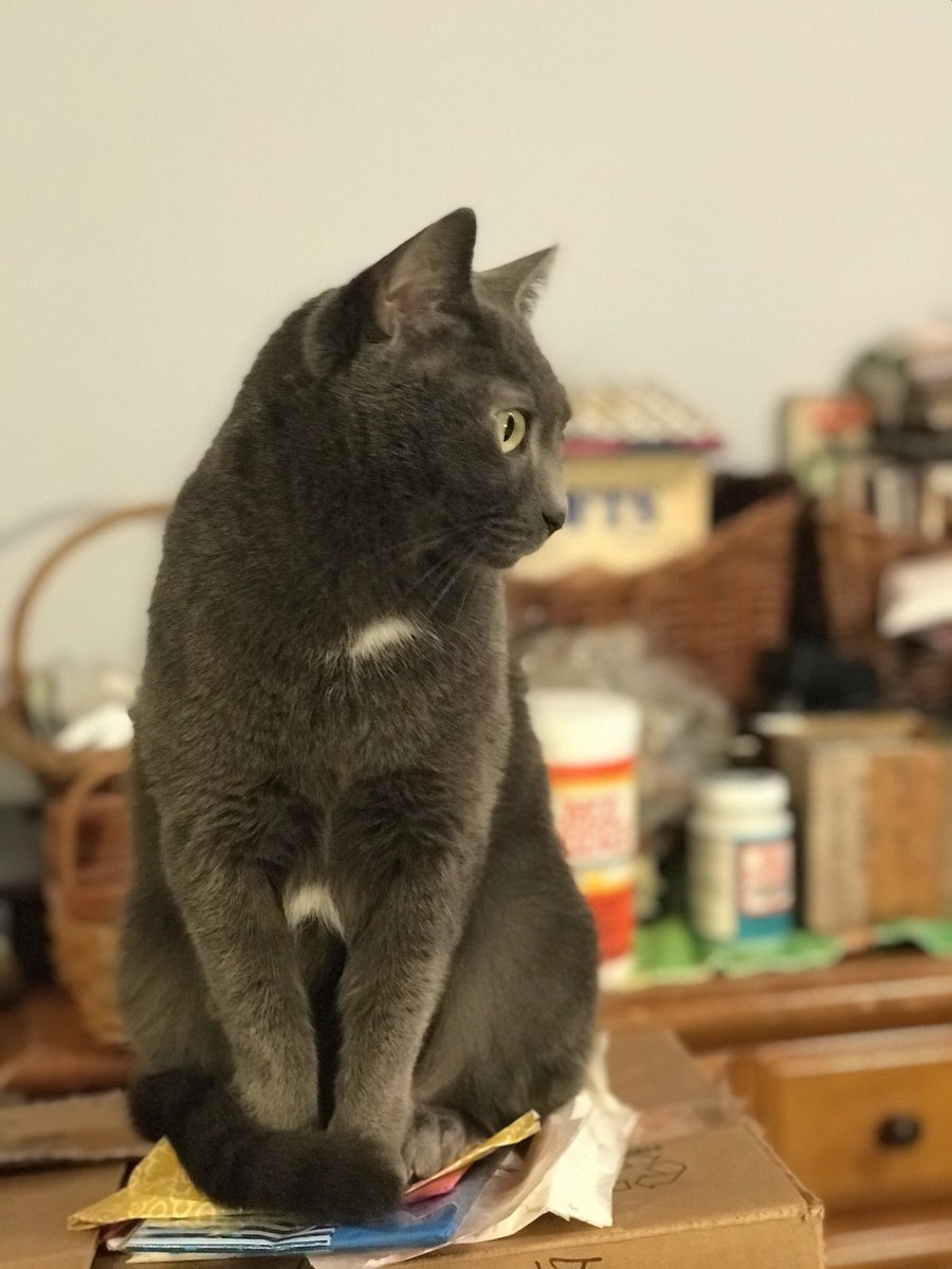 LydiaEWinters's tweet photo. @MissFuzzball @KittenAcademy She started out as Queen Penelope, but her noodle-y ways quickly turned her into a Noodle! https://t.co/I9ie7Aj56u