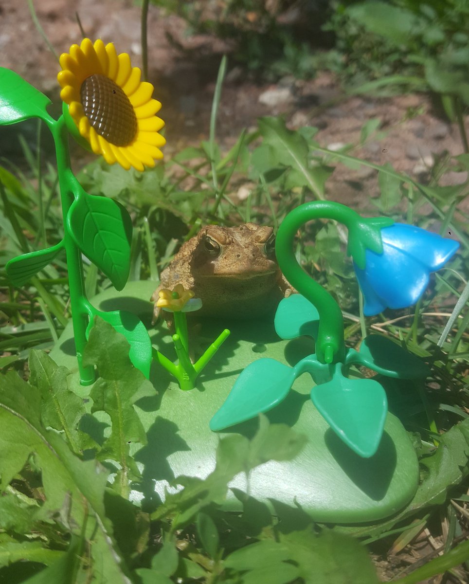 ToadTarot's tweet photo. πΌπΊπΈMarco in bloom πΈπ»π₯
#toad #toads #americantoad #toadcore #flowers #playmobil #scenery #aesthetic #sunflower #frogs https://t.co/nMPEBw7ylv