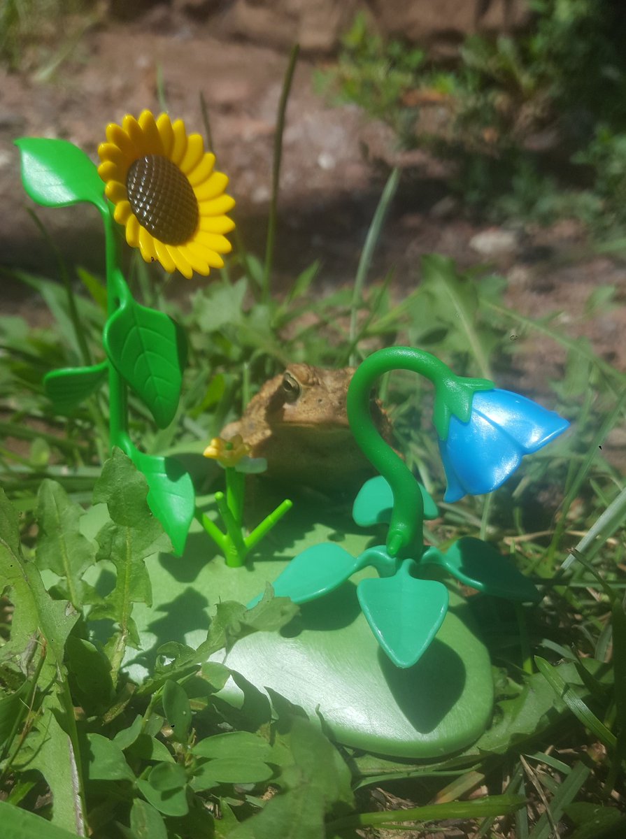 ToadTarot's tweet photo. πΌπΊπΈMarco in bloom πΈπ»π₯
#toad #toads #americantoad #toadcore #flowers #playmobil #scenery #aesthetic #sunflower #frogs https://t.co/nMPEBw7ylv